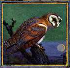 owl