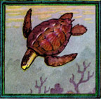 turtle